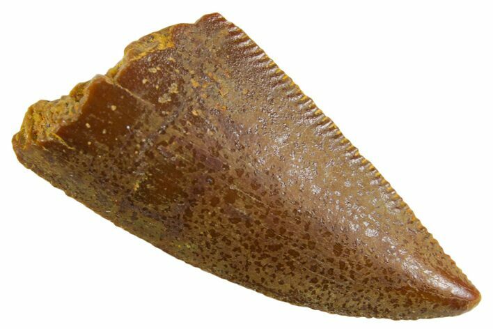 Serrated Raptor Tooth - Real Dinosaur Tooth #355549